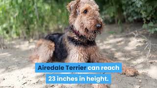 Interesting facts about the airedale terrier #facts #dogs