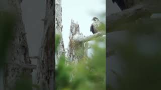 FASTEST BIRD! #falcon #oregoncoast