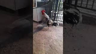 SUARA AYAM PELUNG JEJANGKAR