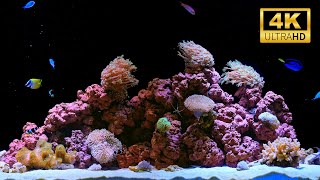 4K Real Aquarium Music Live | Beautiful Fish Tank for Meditation, Sleep & Stress Relief (12h) #live