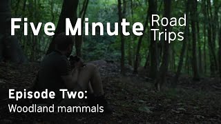 Woodland Mammals | 5 Minute Road Trips EPISODE 2