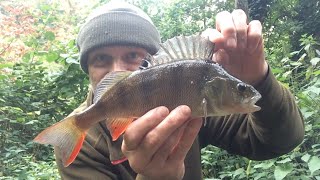 🎣 Perch fishing with prawn on a pool