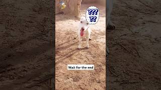 He wants to play 🤣| #funny #dog #shorts #viral