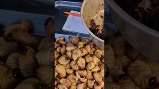 STREET FOOD WORMS AND INSECTS #thaistreetfood