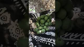 harvesting walnuts