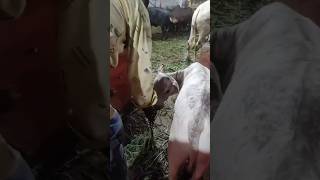 🐄🐄🐄 Gomatha ## gomata 🐄 ### Cow 🐄🐄 Cowvideos #🐄# motivation 🐄🐄 Chagantipravachanam🐄🐄...