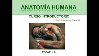 Escápula - Para aprender a aprender anatomía