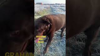 Chocolate Labrador, Bear. Frosty Field Fun.