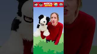 My Dog Is A Good Dog 🐶 #dogsong #gooddogsong #kidsmusic