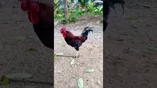 Nati kali || Aseel murga || chicken Rooster || #smileysiddu24 #natikoli #chicken