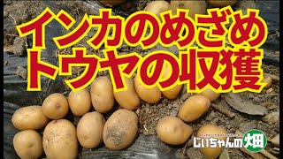 ジャガイモ収穫。90日のトウヤ100点。インカのめざめはウズラとピンポンサイズが多すぎて50点。5/30