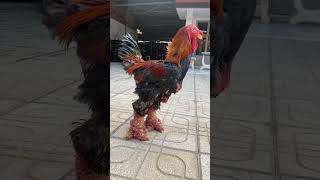 Chicken with Giant Legs #chicken