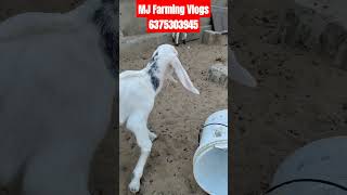 प्योर गुलाबी नस्ल ! सोजत बच्चे 15 20 दिन के @How to start goat/farming @india's largest goat/farming