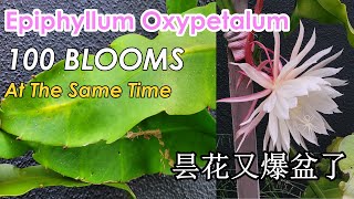 How My Epiphyllum Oxypetalum Is Producing 100 BLOOMS at the Same Time | Epiphyllum Care (今年昙花又爆盆了)