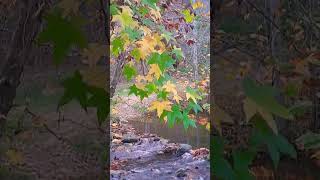 Autumn Foliage and a Small Fishing Hole #hikingadventures #fishing #foliage #autumn #fun #h2o