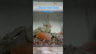 Oscar fish tank set-up #oscarfish #oscars#oscar2023#oscar