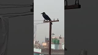 #crow #sounds