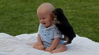 Puppy Bites Ear of Baby - Funny dogs with cute babies -compilation with some cats.  😍 Cuteness