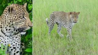 Botswana - Leopard at Savuti