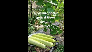 My journey of growing Bottle gourd..seed to harvest-2023.Conroe,TX.@patelfamilyhomestead