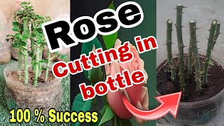 How to grow rose cutting| Gulab ki kalam lagane ka zabardast tarika|gulab cutting bottle men lagaen