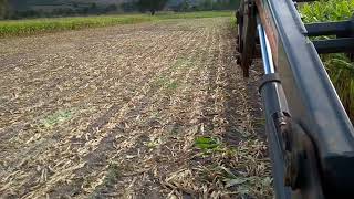 01-Valtra A750 cortando milho de 2 simples