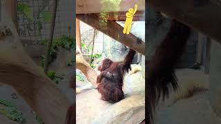 Orangutan's Itch Scratch: The Most Satisfying Scratch You'll Ever See 🐵