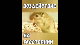 Пётр Гаряев. Воздействие НА РАССТОЯНИИ#shorts