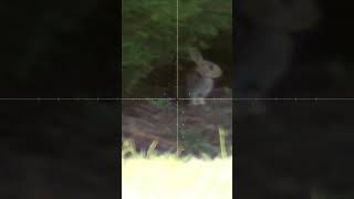 Mr Rabbit in his "Batcave", then the Rabbit Busters Spot him - Hunting Video #rabbitbusters