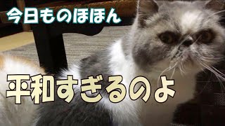 エキゾチックショートヘアの平和ｗ