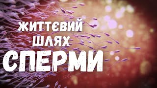 ЖИТТЄВИЙ ШЛЯХ СПЕРМИ