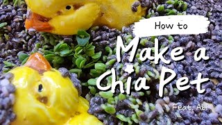 How to make a Chia Pet!