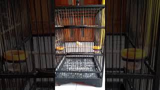 Proses penjodohan burung kenari simpel dan mudah