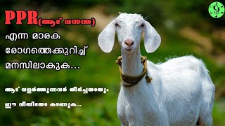 Know all about PPR disease in goat|PPR എന്ന മാരക രോഗത്തെക്കുറിച്ച് മനസിലാക്കുക|Goat plague|CJ Farms