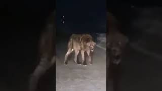 Encuentro Nocturno Inesperado: ¿Qué Harías Frente a un Lobo en la Carretera?