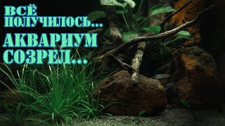 ВОДОРОСЛИ УШЛИ ! аквариум ЗАПУСТИЛСЯ !