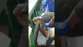 Turtle Rescue || Penyelamatan penyu 🐢 #shorts