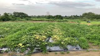 亞拓全自動導航植保機 - 台南南瓜園 黃葉病防治作業