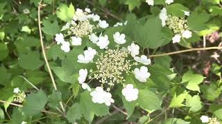 Canada Nature Sounds - Birds Chirping, Relaxing, Peaceful