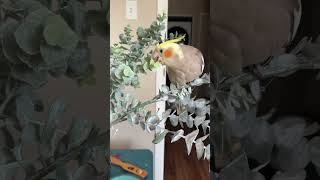 #canada #cockatielbird #birds #cockatil #birdslover #birdpet COCO 🤩