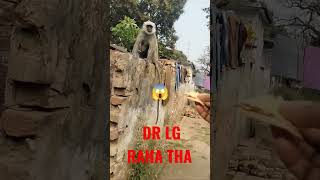 Dr lg raha tha #monkey #shorts #indianmonkey #desibandar #viralshorts