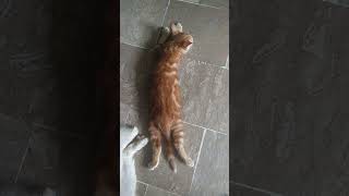 cat#likes #catslover#cate#video