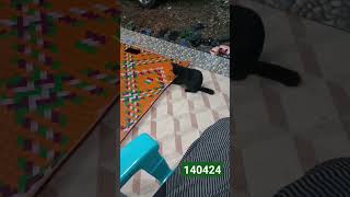 Kucing hitam bermain tali