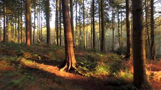 Video Background Pemandangan Hutan No Copyright (Tanpa Suara)