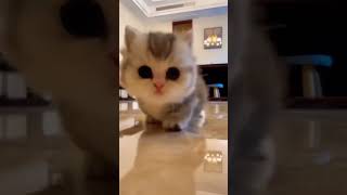 Cute baby Kitten #cutekitty #cutekitten #shorts