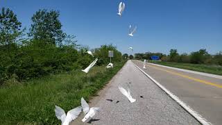 Doves slow motion rocket into real time training flight.