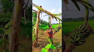 Bananas cutting scene 🌴🍌(ep-27).#shorts #shortvideo #trending