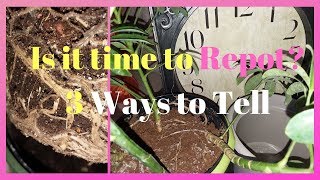 When To Repot Plants | Part 8 of (Spring Your Indoor Plants)