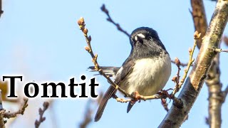 Late Autumn Tomtit / Miromiro #4k #birds #birdcall #newzealandnature #tomtit