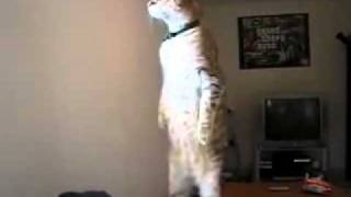 catStand.flv